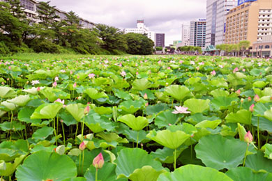 千秋公園・久保田城