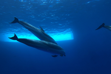 四国水族館