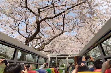 北斗桜回廊桜めぐりバス