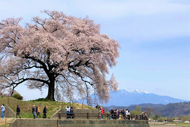 わに塚の桜