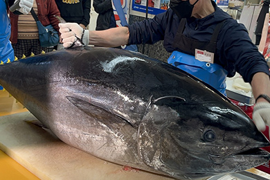 新上五島町産養殖クロマグロ