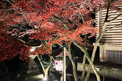 大雄山最乗寺 夜の紅葉