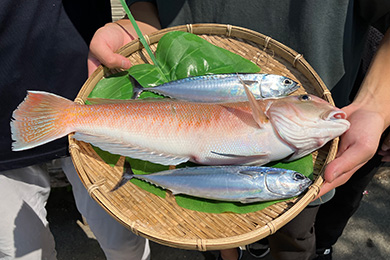 平塚「ひらつかタマ三郎港」で獲れた魚