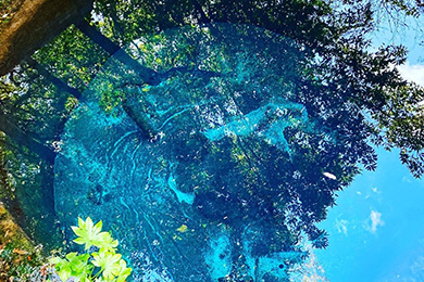 柿田川公園の湧水