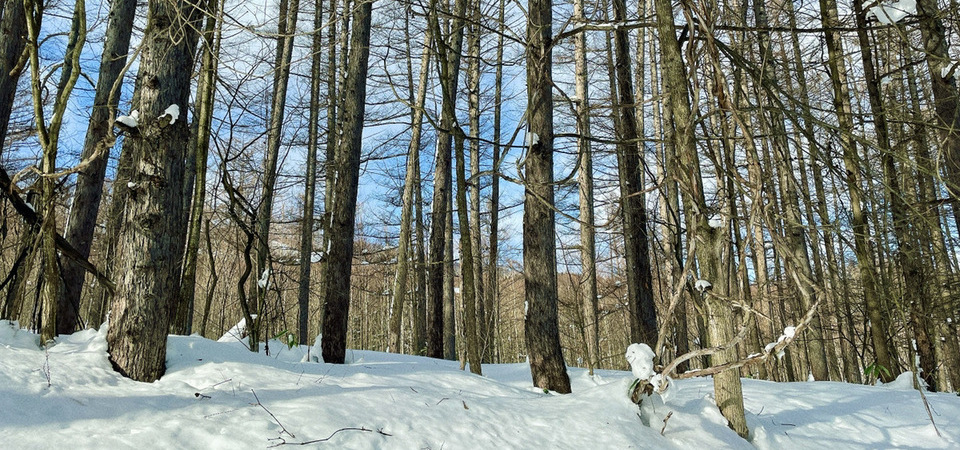 富良野の森