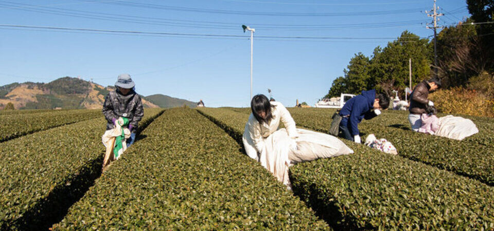 静岡の茶草場農法体験